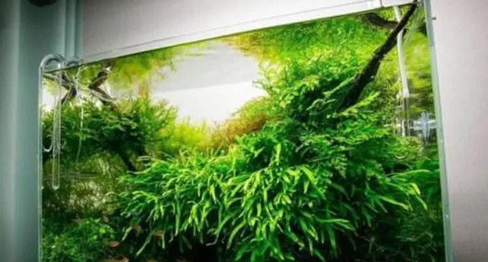 小型鱼缸造景图【小鱼缸造景效果图圆的】