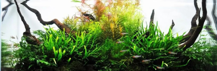 小型鱼缸造景图【小鱼缸造景效果图圆的】