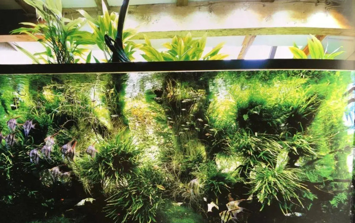 小型鱼缸造景图【小鱼缸造景效果图圆的】