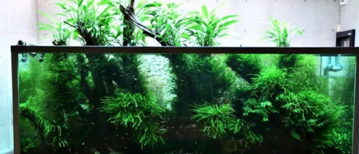 小型鱼缸造景图【小鱼缸造景效果图圆的】