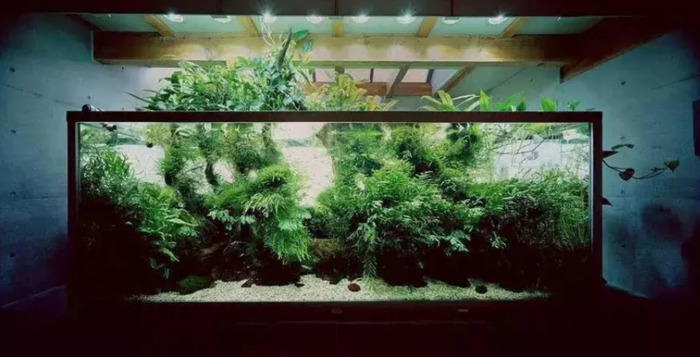 小型鱼缸造景图【小鱼缸造景效果图圆的】