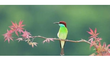 蓝色羽毛的小鸟【蓝色的小鸟】