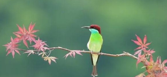 蓝色羽毛的小鸟【蓝色的小鸟】