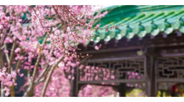 血樱家族名字格式【血樱家族邪月真人照片】