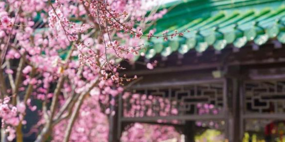 血樱家族名字格式【血樱家族邪月真人照片】