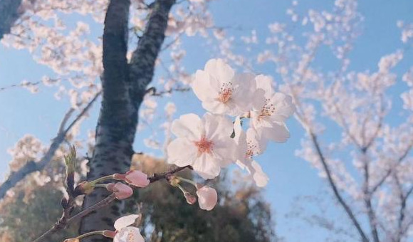 血樱家族名字格式【血樱家族邪月真人照片】