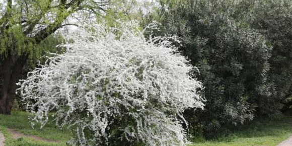 血樱家族名字格式【血樱家族邪月真人照片】