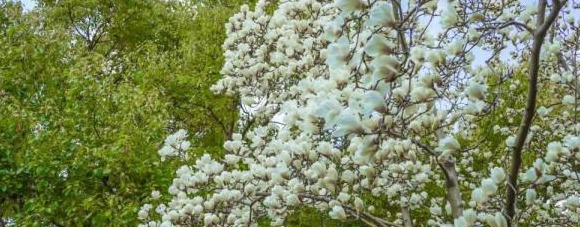 血樱家族名字格式【血樱家族邪月真人照片】