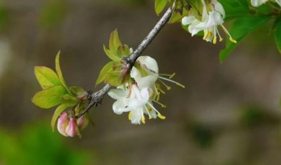 血樱家族名字格式【血樱家族邪月真人照片】