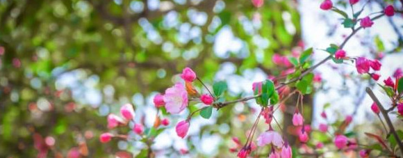 血樱家族名字格式【血樱家族邪月真人照片】