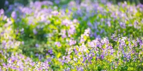 血樱家族名字格式【血樱家族邪月真人照片】