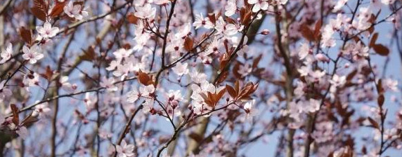 血樱家族名字格式【血樱家族邪月真人照片】