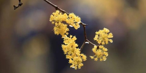 血樱家族名字格式【血樱家族邪月真人照片】