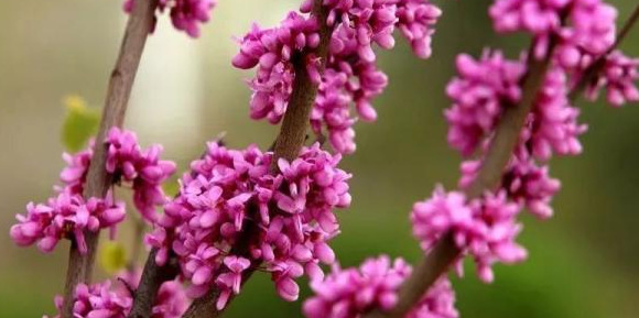 血樱家族名字格式【血樱家族邪月真人照片】