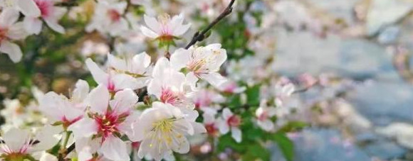 血樱家族名字格式【血樱家族邪月真人照片】