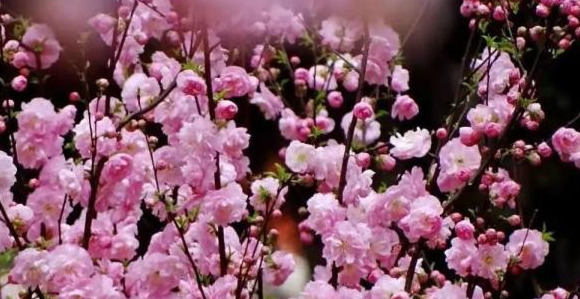 血樱家族名字格式【血樱家族邪月真人照片】