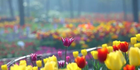 血樱家族名字格式【血樱家族邪月真人照片】