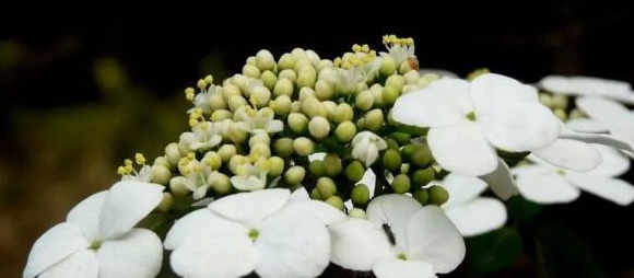 血樱家族名字格式【血樱家族邪月真人照片】