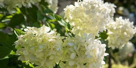 血樱家族名字格式【血樱家族邪月真人照片】