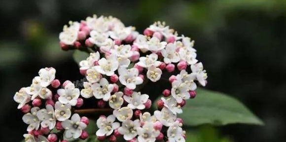 血樱家族名字格式【血樱家族邪月真人照片】