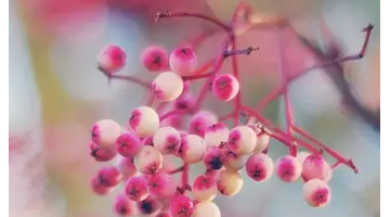 忘记一个人伤感说说【忘不了一个人伤感句子】