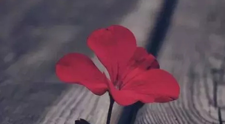 忘记一个人伤感说说【忘不了一个人伤感句子】