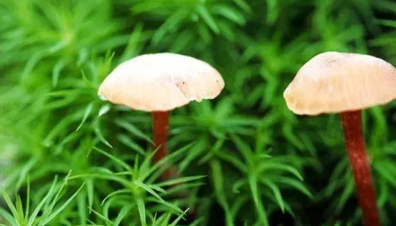 忘记一个人伤感说说【忘不了一个人伤感句子】