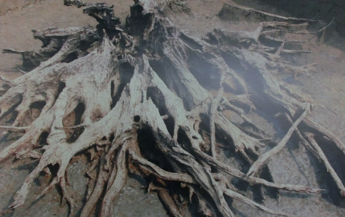 中国文化遗产标志是金沙遗址的什么【中国文化遗产标志的内容及寓意】