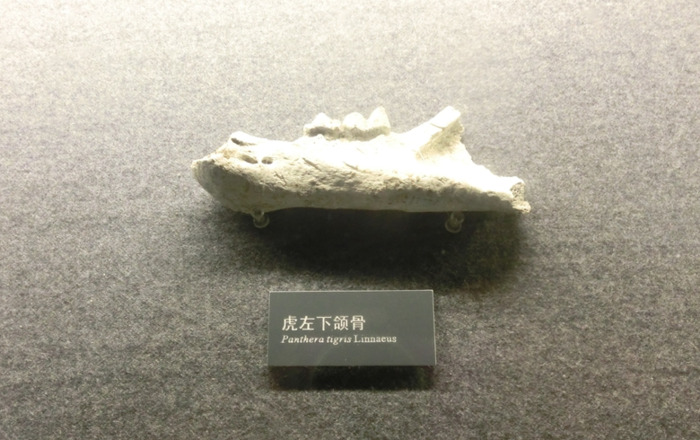 中国文化遗产标志是金沙遗址的什么【中国文化遗产标志的内容及寓意】