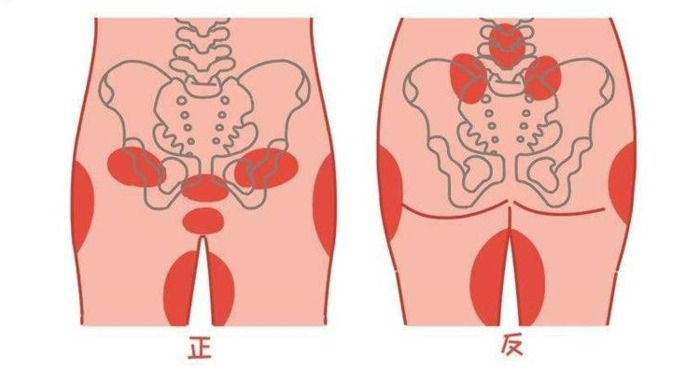 耻骨联合位置图【兔子耻骨联合位置图】