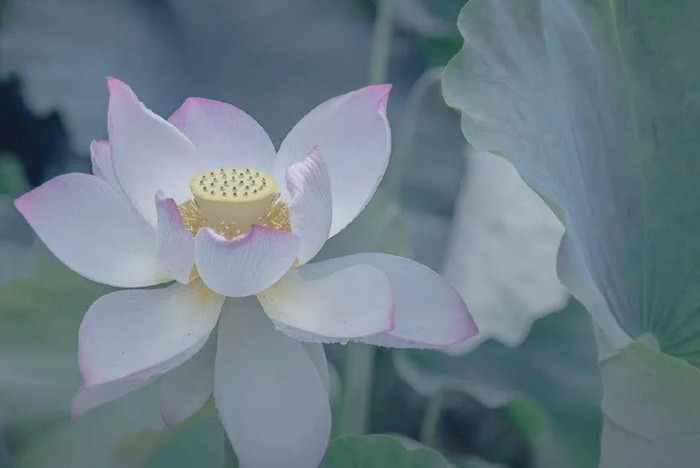 花花头像【好看的花花头像】