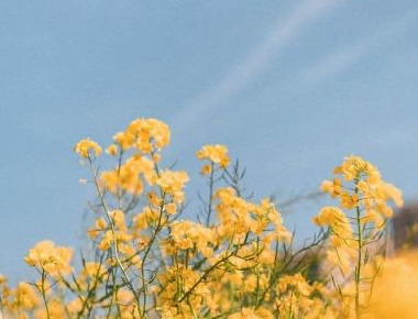 花的图片唯美【花的图片头像】