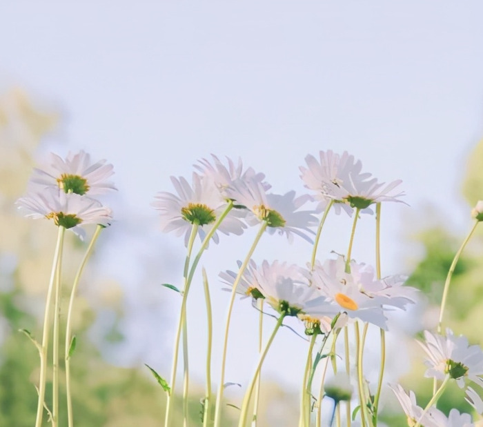 花的图片唯美【花的图片头像】