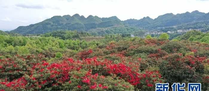 百里杜鹃民宿客栈【百里杜鹃民宿项目背景】