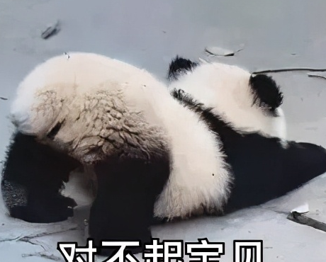 在线求原谅表情包卖萌求原谅表情包