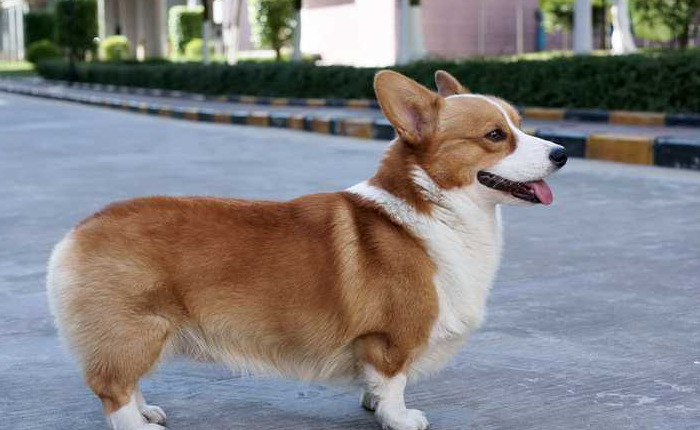 寵物狗的品種圖片大全動物狗圖片