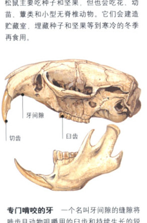 啮齿类动物有哪些特征【啮齿类动物的特征】