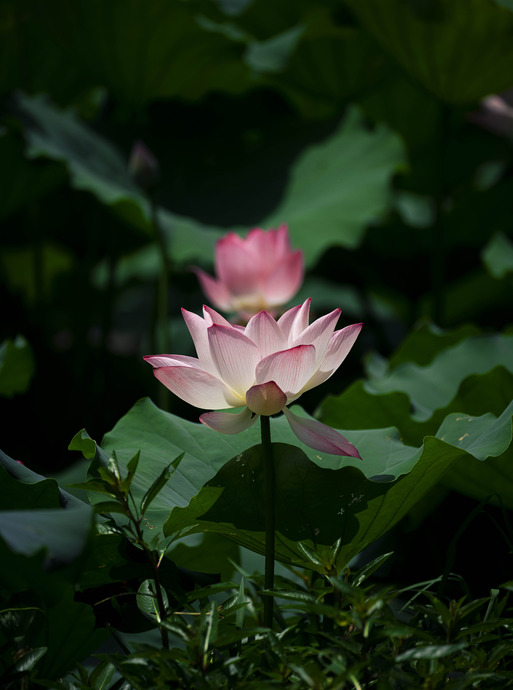 荷花图片高清【图片荷花】