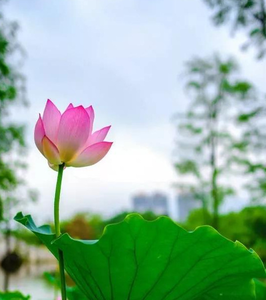 最漂亮的荷花图片大全【图片荷花】