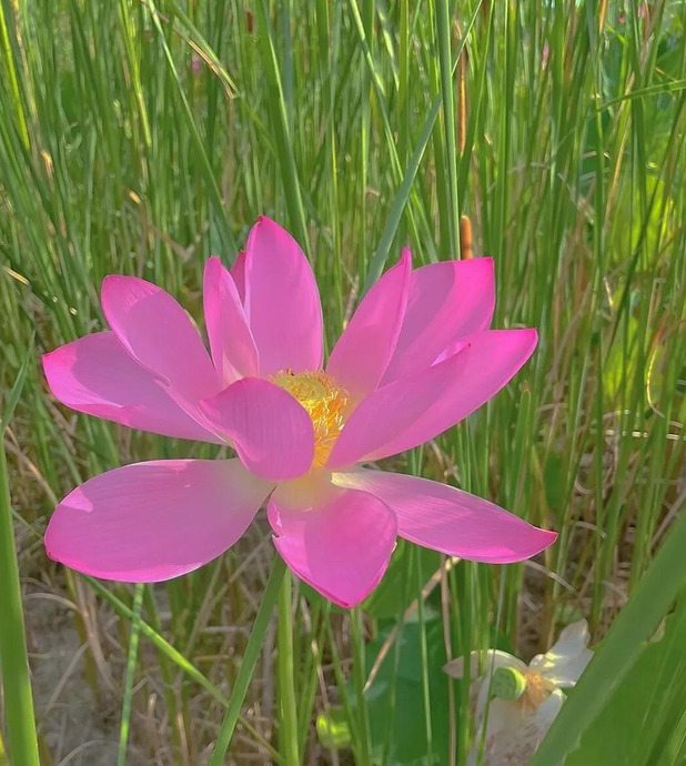 荷花图片大全大图高清图片 唯美【图片荷花】