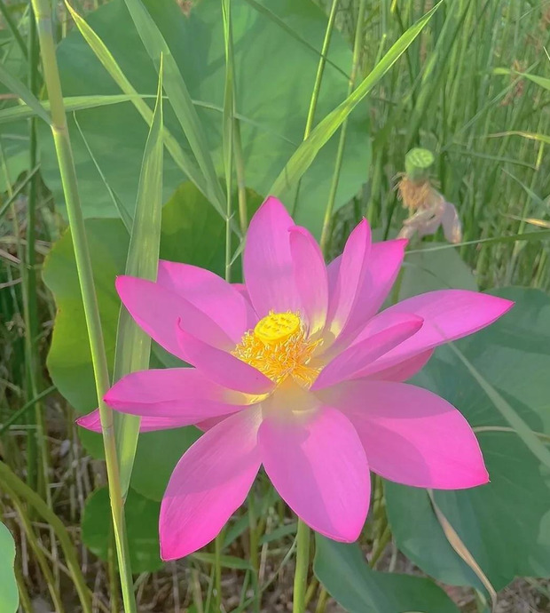 荷花图片大全大图高清图片 唯美【图片荷花】