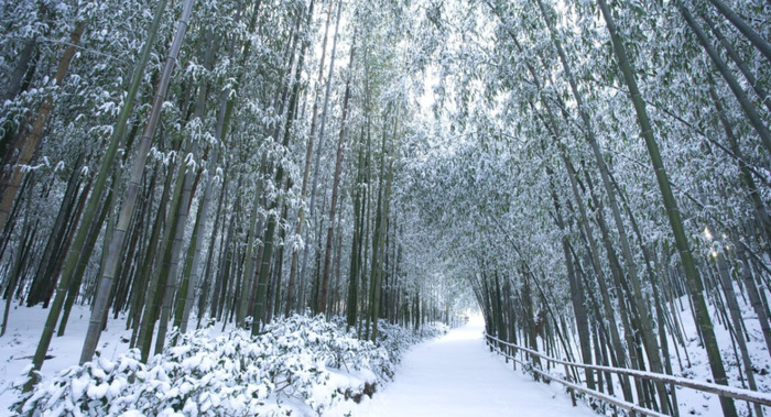 雪景发朋友圈的精美句子大全古诗【雪景发朋友圈的精美句子春雪】