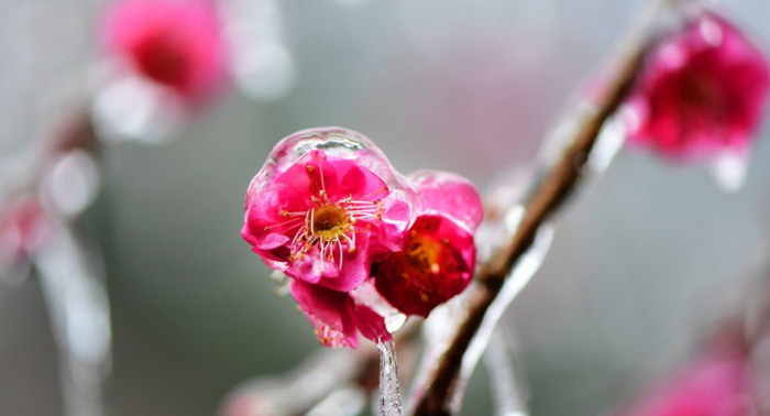 雪景发朋友圈的精美句子大全古诗【雪景发朋友圈的精美句子春雪】