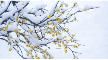 雪景发朋友圈的精美句子简短【雪景发朋友圈的精美句子英语】