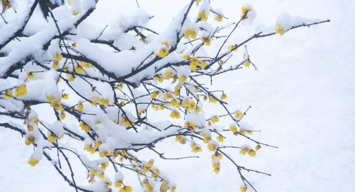 雪景发朋友圈的精美句子简短【雪景发朋友圈的精美句子英语】