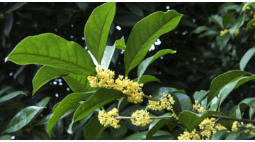 桂花树移栽什么季节最好【桂花树栽种季节】