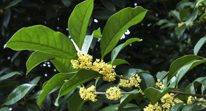 桂花树移栽什么季节最好【桂花树栽种季节】