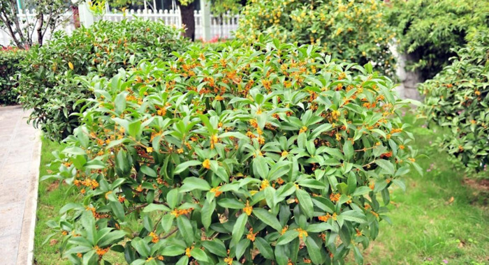 桂花树移栽什么季节最好【桂花树栽种季节】