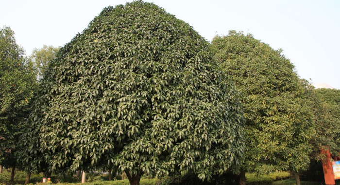 桂花树移栽什么季节最好【桂花树栽种季节】