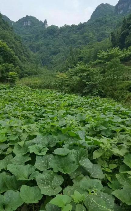 乡村风景图片大全【乡村风景图片高清】